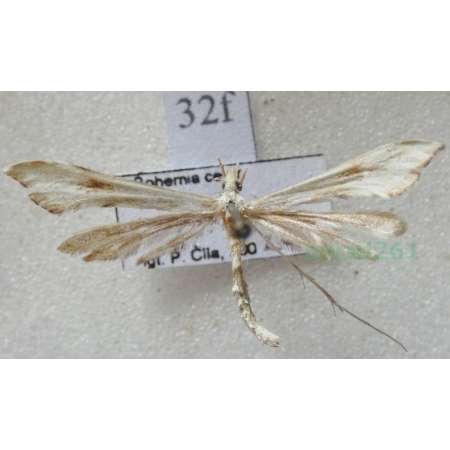 Gillmeria ochrodactyla (Denis & Schiffermüller, 1775) Czech32f